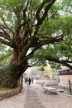 香樟古树