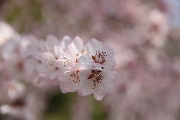 露水樱花枝