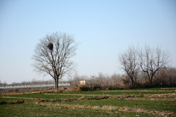 田野枯树