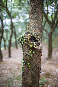 橡胶树