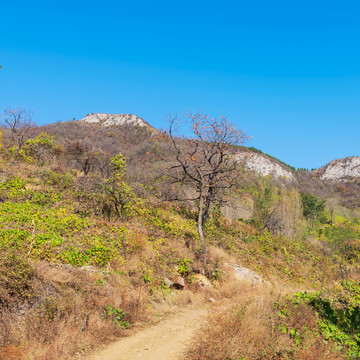 禹王山柿子树