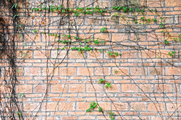红砖墙壁植物