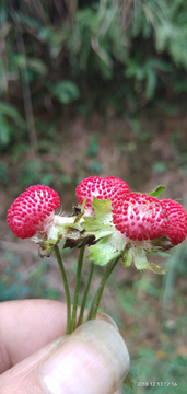 野草莓