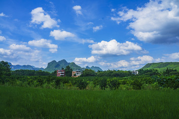 田野