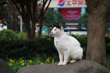 中华田园猫奶牛猫