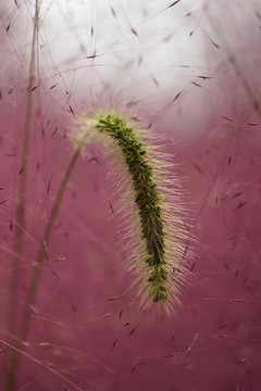 粉黛草