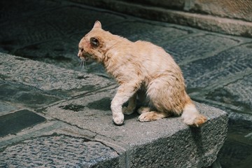 夜猫野猫