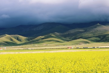 西北油菜花高山白云