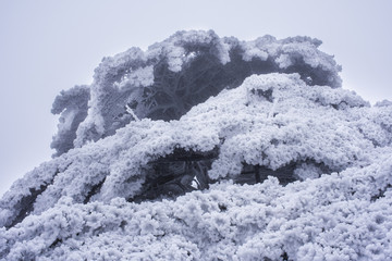 黄山雪淞