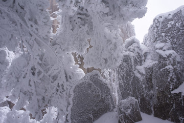 黄山雪淞