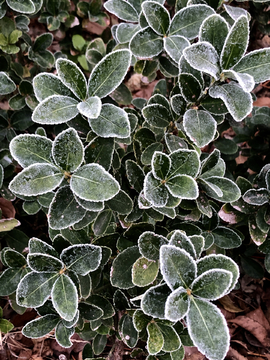 霜叶植物