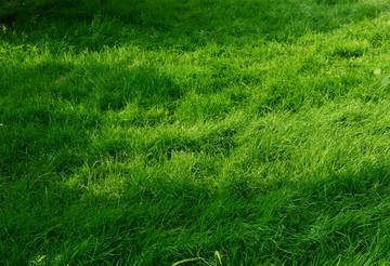绿色草坪高清大图