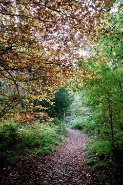 山间小路