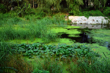 湿地公园 绿色河道