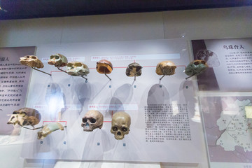 山东博物馆展品猿人头骨化石