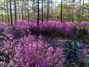 杜鹃花松树林