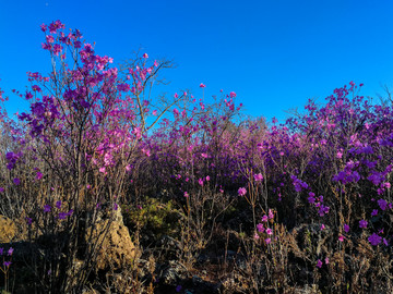 火山岩杜鹃花