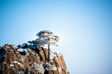 黄山松