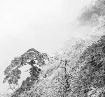 水墨黄山松