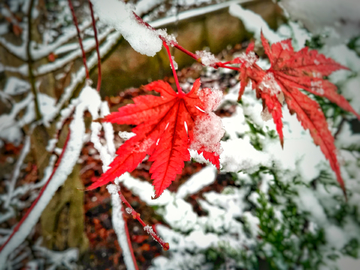 雪枫