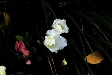 杜鹃花
