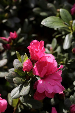 杜鹃花