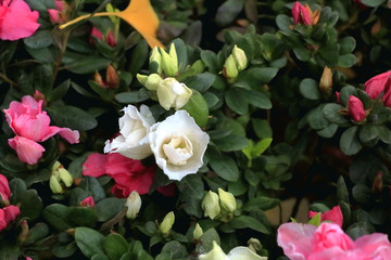 杜鹃花