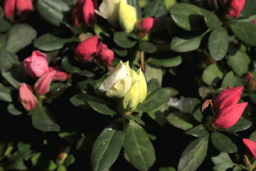杜鹃花