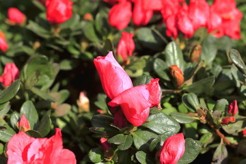 杜鹃花