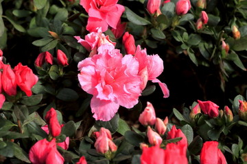 杜鹃花