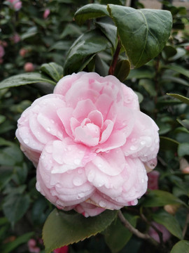 山茶花