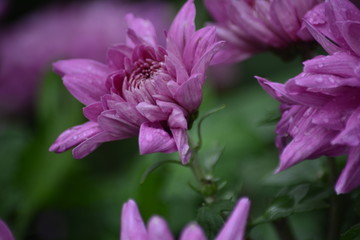 西湖菊花