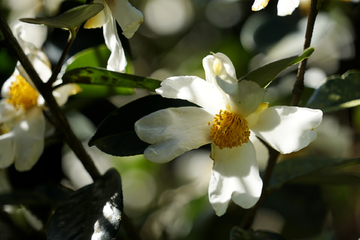 茶油 山茶花