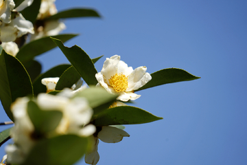 茶油 山茶花