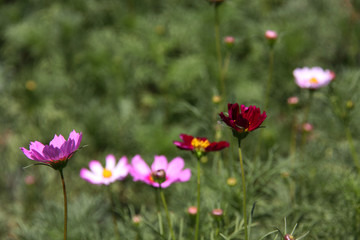 格桑花