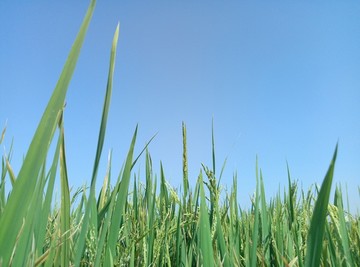 田园风景