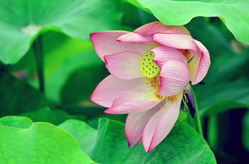 荷花