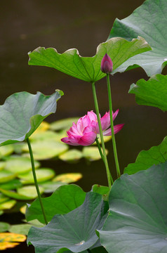 荷花