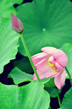 荷花