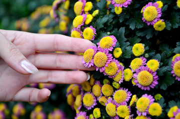 菊花