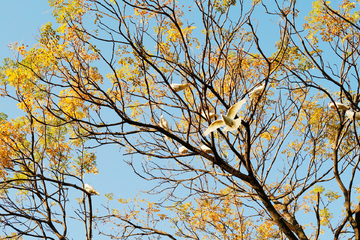 黄檗树上的鸽子素材