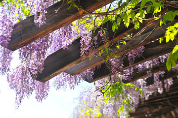 紫藤木架