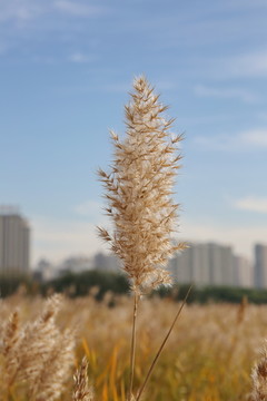 芦苇花开生态城市包头