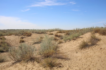 戈壁滩沙漠治理耐旱植物