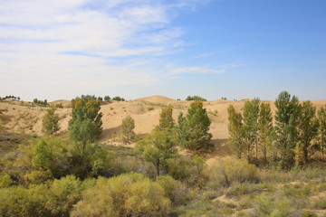 库布齐沙漠治理沙漠绿洲
