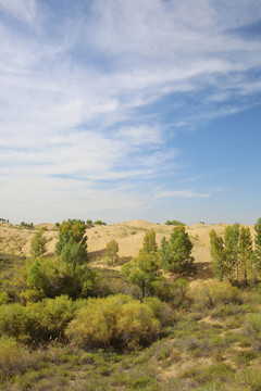 库布齐沙漠治理绿洲