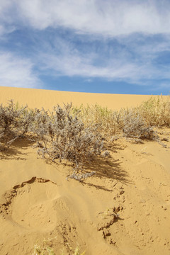 沙漠绿植耐旱植物沙棘