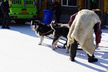 雪撬犬