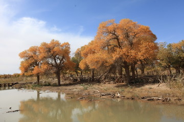 胡杨林