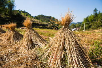 稻草人